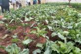 Growing of Kales at Kibwezi Irrigation Scheme